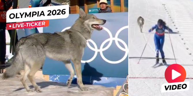 Olympia 2026 Hund Langlauf