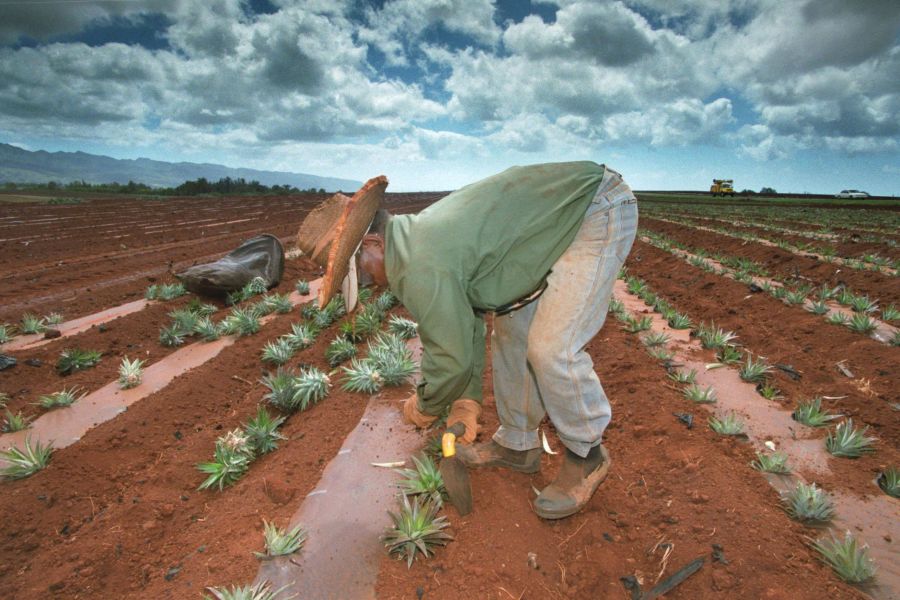 Die exotische Frucht muss ihre Krone also bereits im Herkunftsland abgeben. (Symbolbild)