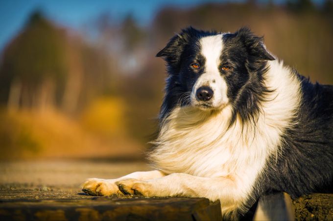 Wir stellen vor: der schlauste Hund der Welt! Border Collie