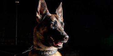 Polizeihund Iaro.
