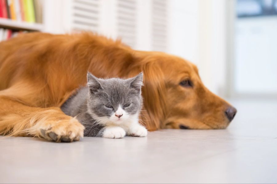 CBD kann auch eingesetzt werden, wenn Tiere zum Beispiel keinen Appetit verspüren.