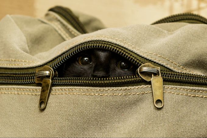 Die «Katze aus dem Sack lassen» ist manchmal nicht gern gesehen. Katze