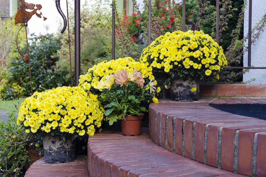 Gelbe Chrysanthemen vor Haustür