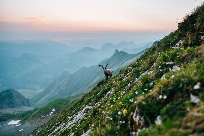 Auf den Gipfelzügen des Brienzer Rothorns bieten sich spektakuläre Ausblicke – und mit etwas Glück vielleicht sogar eine aussergewöhnliche Begegnung? Brienzer Rothorn Steinbock