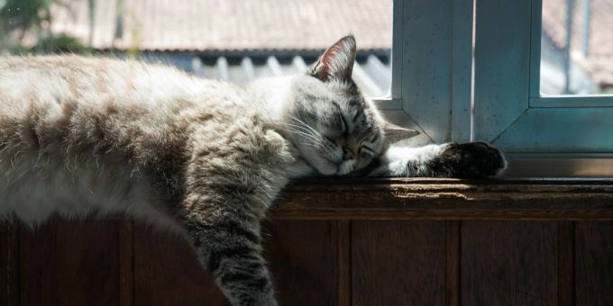 Zwei Frauen setzten eine Katze während einer Hitzewelle vor einer Tierpraxis aus. (Symbolbild) frauen katze ausgesetzt hitze