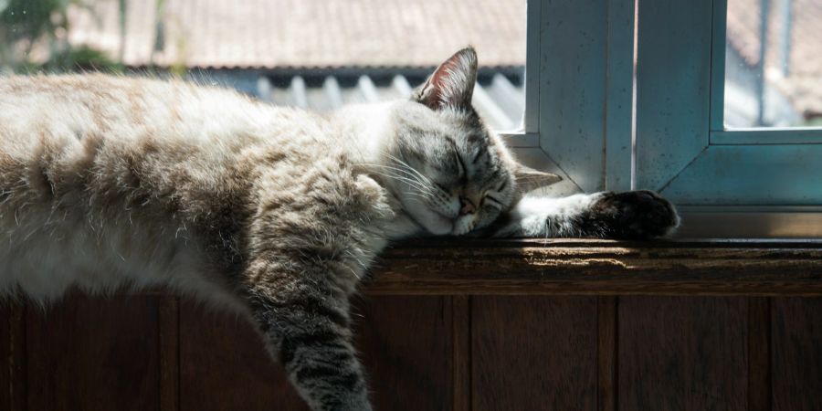 frauen katze ausgesetzt hitze
