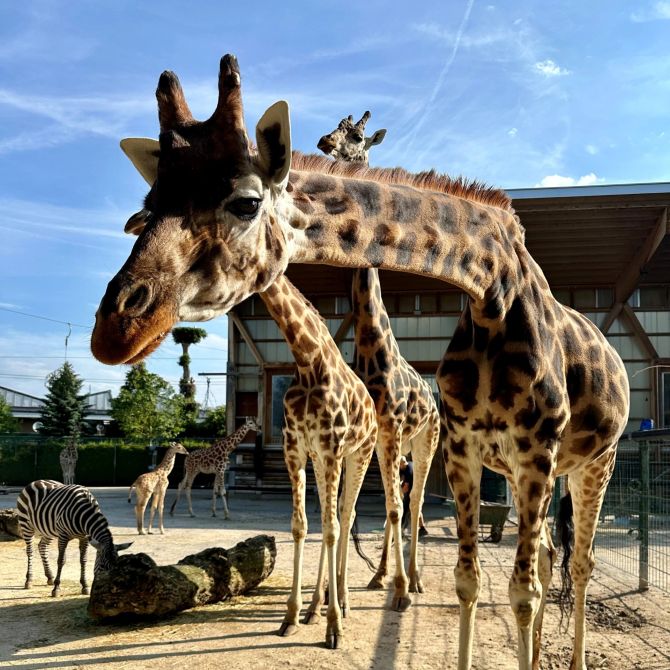 Luana Giraffe Knie Kinderzoo