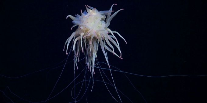 Bathyphysa-Staatsquallen werden auch fliegende Spaghettimonster genannt. Forscher Tiefsee Chile