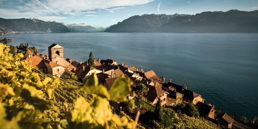 WEinberge Lavaux