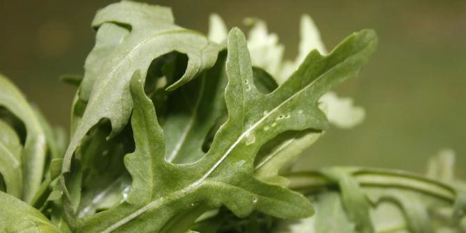 Rucola