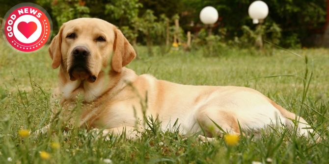 Assistenzhund