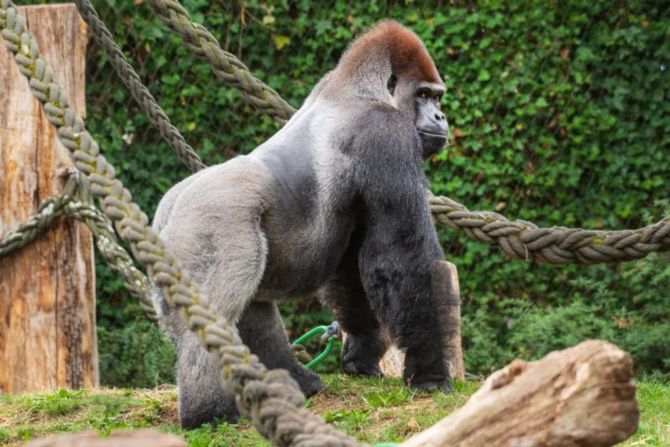 Gorilla Zoo Basel