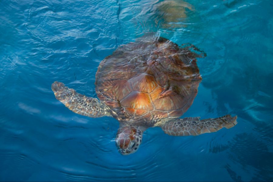 Schildkröte scan