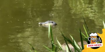 alligator berlin