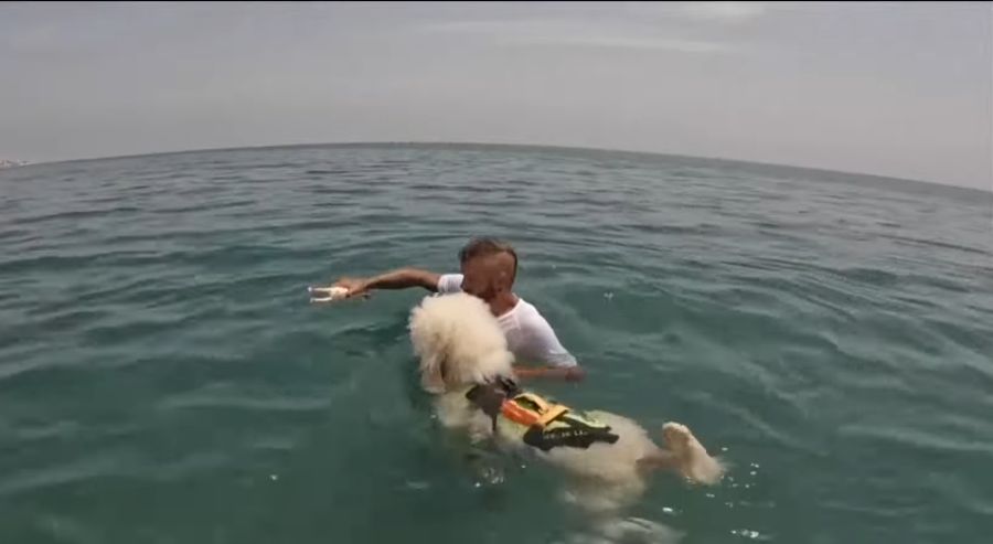Pudel Nilo folgt beim Schwimmtraining einem Spielzeug.