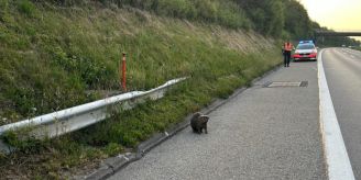 Kanton Bern - Biber verirrt sich auf Autobahn – Polizei-Einsatz