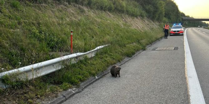 Biber Autobahn Bern