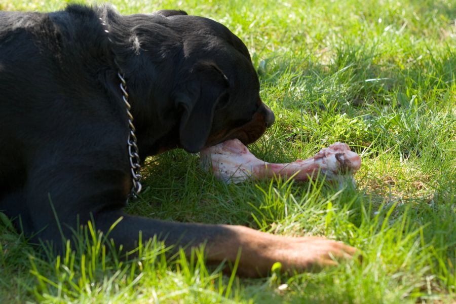 rottweiler futter