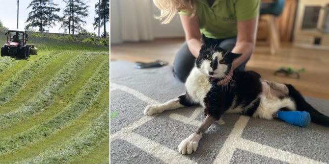 Katzen