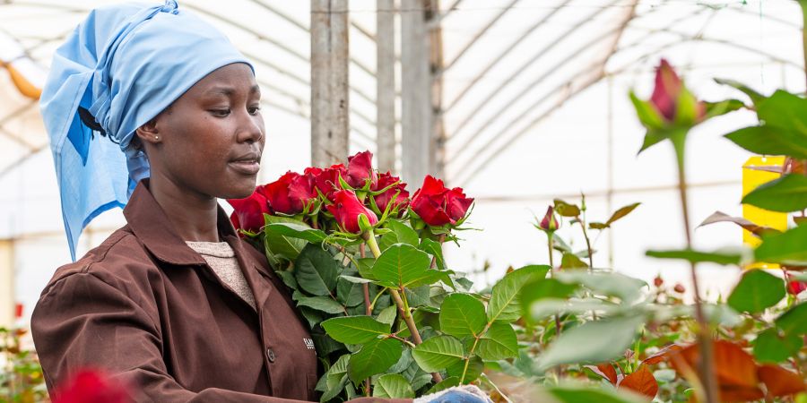 Frau Arbeiterin Rosen Plantation