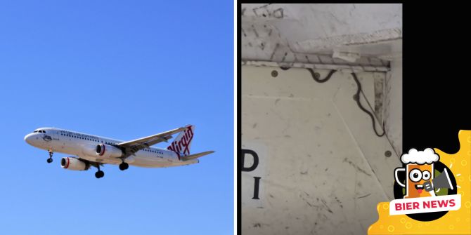 schlange flug