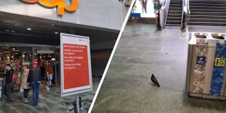 «Mehr Kot» - Tauben-Plage im Bahnhof Luzern – jetzt greift SBB durch
