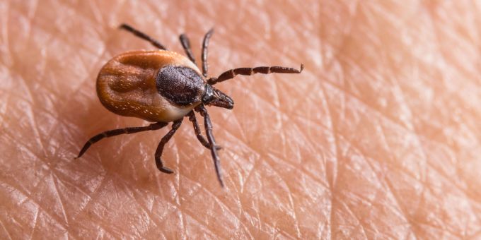 Gesundheit Aargau - So beugen Sie Zeckenbisse im Sommer vor