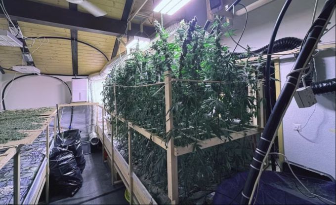 Die Kantonspolizei Bern hat in dieser Woche drei illegale Cannabisanlagen ausgehoben. illegale Cannabisanlage