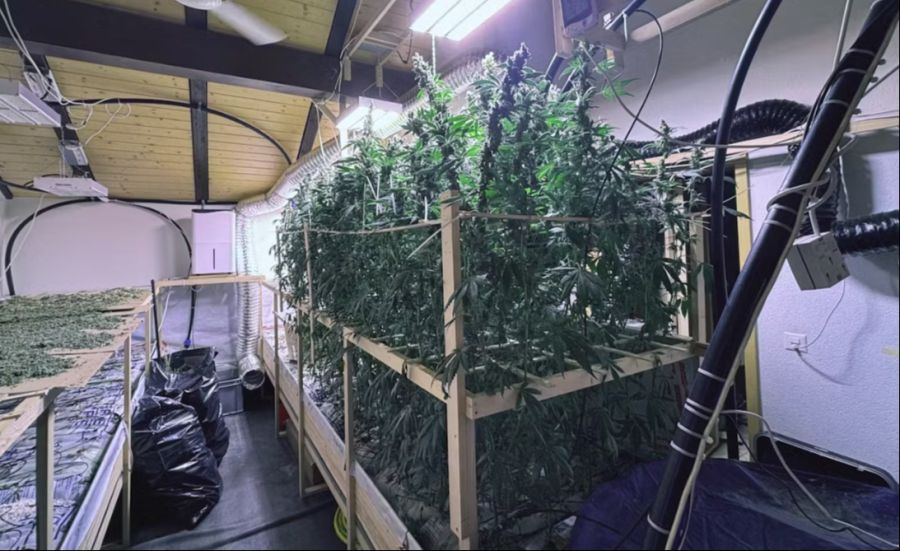 illegale Cannabisanlage
