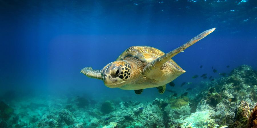 Die Haltung von Meeresschildkröten unterliegt in der Schweiz der Bewilligungspflicht.