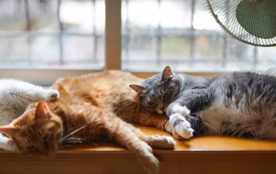 Zwei Katzen aneinandergekuschelt, auf einem Fensterbank.