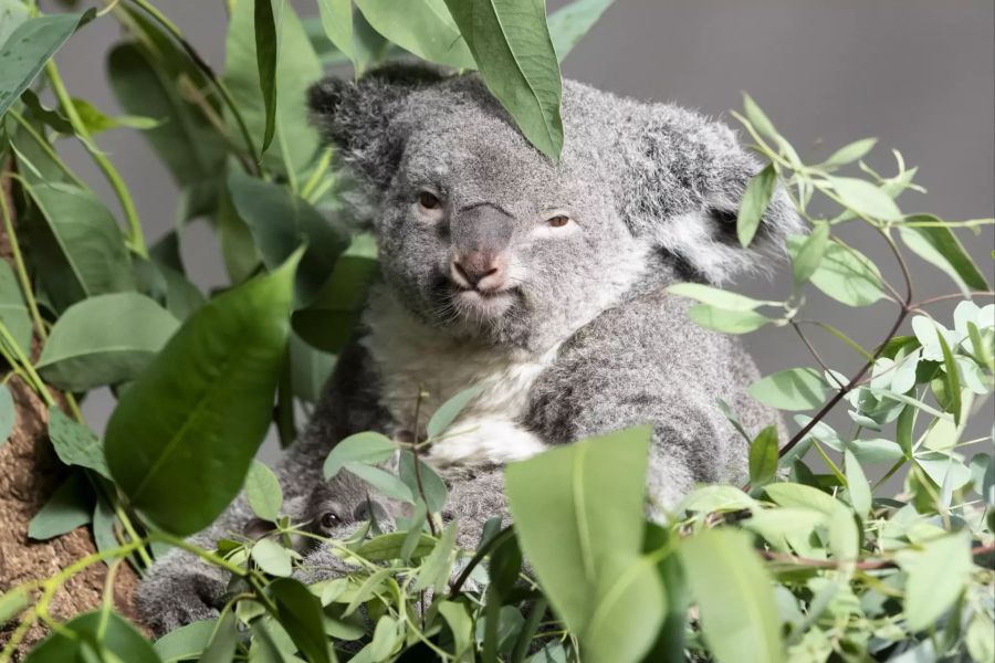 Koala im Zoo Zürich