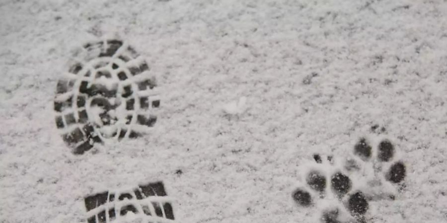 In den Mittelgebirgen wie hier auf dem Brocken im Harz hat es bereits Mitte des Monats ersten Schneefall gegeben. Foto: Matthias Bein/dpa-Zentralbild/dpa
