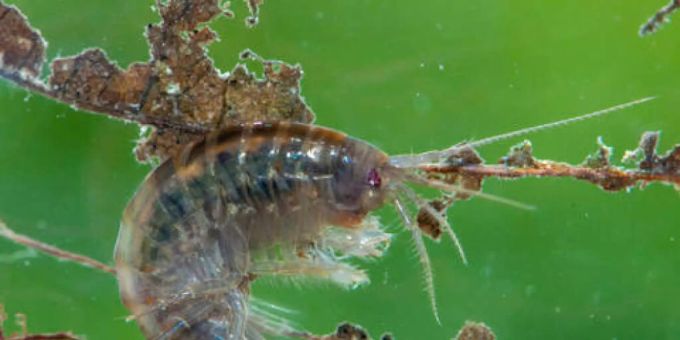 Der kaum fingernagelgrosse Bachflohkrebs ist das Tier des Jahres 2021. bachflohkrebs pro Natura