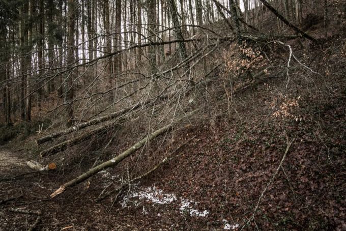 Durch den starken Schneefall Mitte Januar 2021 entstanden im Wald massive Schäden.