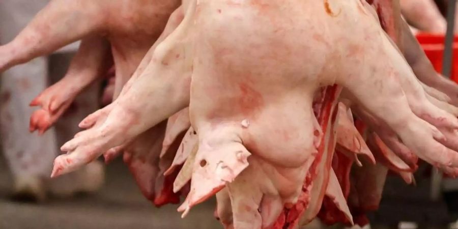 Schweinehälften hängen in einem Schlachtbetrieb. Die Rewe-Gruppe kündigte an, bei Schweinefleisch höhere Beschaffungspreise zu zahlen. Foto: Jan Woitas/dpa-Zentralbild/dpa