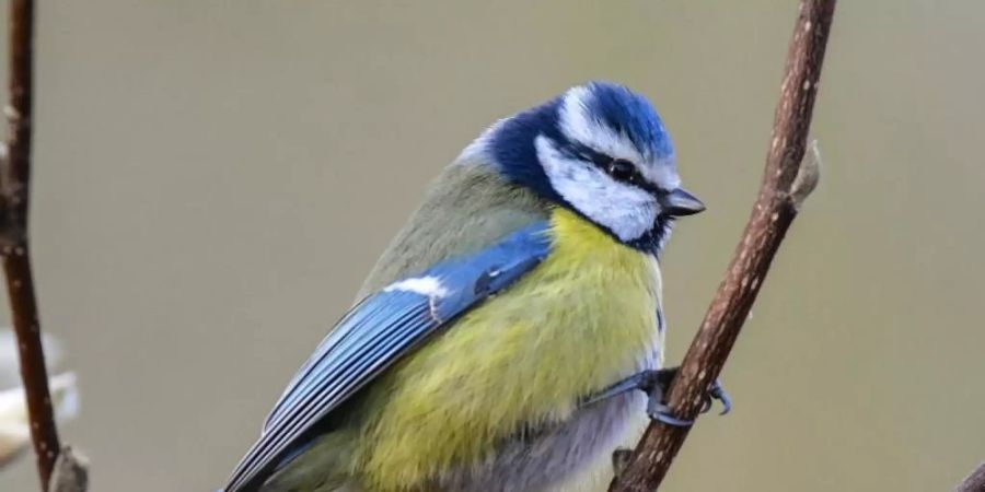 So viele Freiwillige wie nie zuvor haben bei der aktuellen Vogelzählung des NABU mitgeholfen. Besonders häufig gesichtet wurde wieder die Blaumeise. Foto: Patrick Pleul/dpa-Zentralbild/dpa