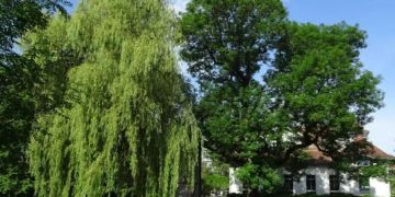 Usters Stadtbäume sollen grundsätzlich erhalten bleiben