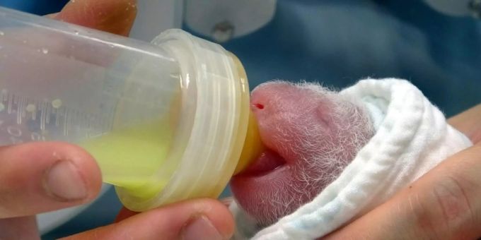Taipeh - In Taiwan geborenes Panda-Baby wird vorerst von Tierpflegern aufgezogen