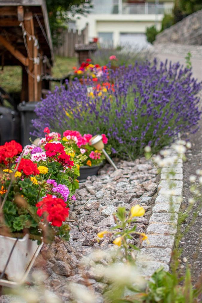 Geranien und Lavendel in einem Unterkulmer Garten.