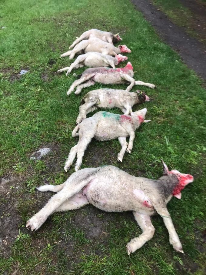 Am Morgen nach der Wolfsattacke: Sieben der acht gerissenen Schafe.