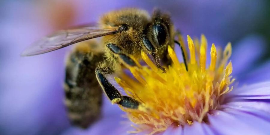 Immer seltener: Eine Biene sammelt am Pollen von einer Blüte. Foto: Monika Skolimowska/dpa-Zentralbild/dpa