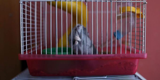 Elf Tiere - Polizei rettet ausgesetzte Hamster