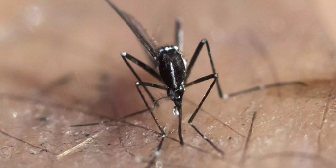 Stechmücken sollen durch den Klimawandel auch künftig ein Störfaktor bleiben. Stechmücken Klimawandel Mückenplage