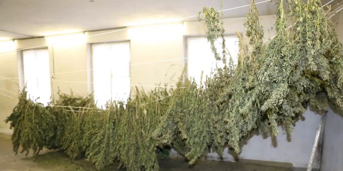 Näfels GL - Hanf-Indooranlage sichergestellt