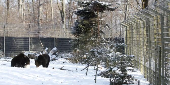 Die Bären im Tierpark «Dählhölzli».