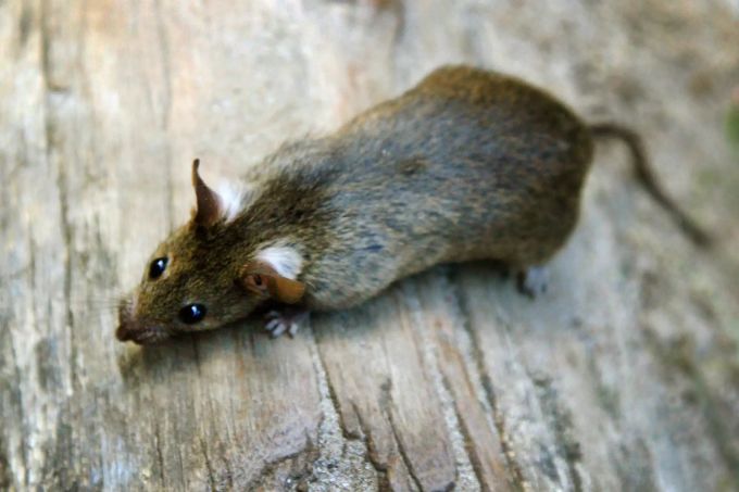 ratte