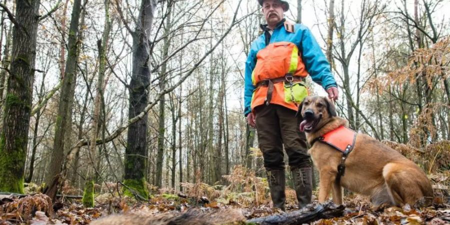 René Wiese und sein Hund Otto stehen neben einem Stück Wildschwein, das Otto beim Training im Wald gefunden hat. Otto ist ausgebildet, tote Wildschweine aufzuspüren, die auf das Virus 'Afrikanische Schweinepest' (ASP) untersucht werden sollen. Foto: Oliver Dietze/dpa