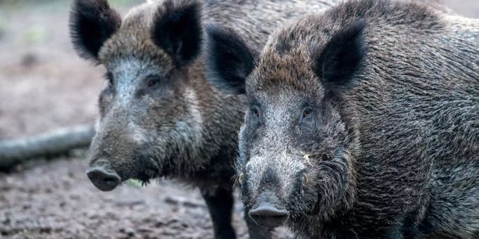 Acht Wildschweine sind bei einem Unfall in Wiesendangen TG ums Leben gekommen. (Symbolbild) wildschweine