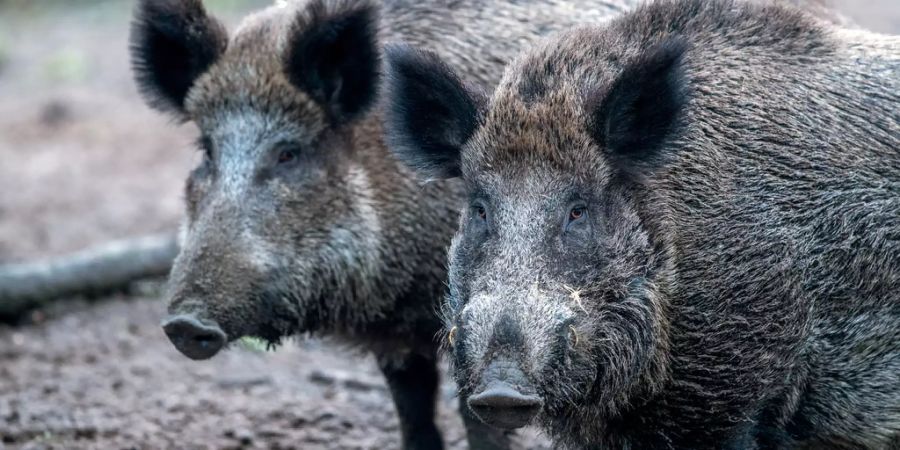wildschweine